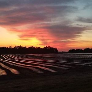 Meet your Posher, Bonnie